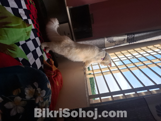 Parsian cat
